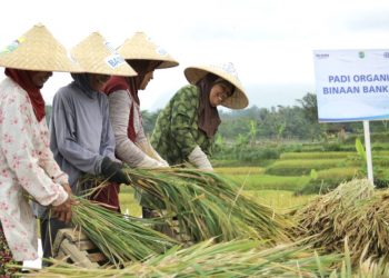 BRI Salurkan Rp161 Triliun Kredit Mikro ke Sektor Pertanian selama Masa Pandemi