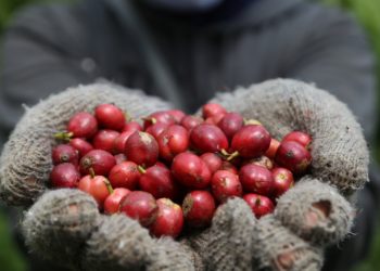 PTPN XII Targetkan Produksi Kopi 3.601 Ton pada Musim Panen Tahun Ini