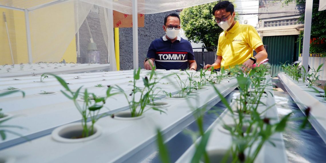 WOM Finance Dukung  Pembuatan Instalasi Hidroponik