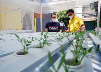 WOM Finance Dukung  Pembuatan Instalasi Hidroponik