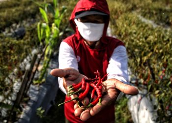 Kontribusi Inalum Tingkatkan Produktivitas Petani Cabai di Kabupaten Batu Bara