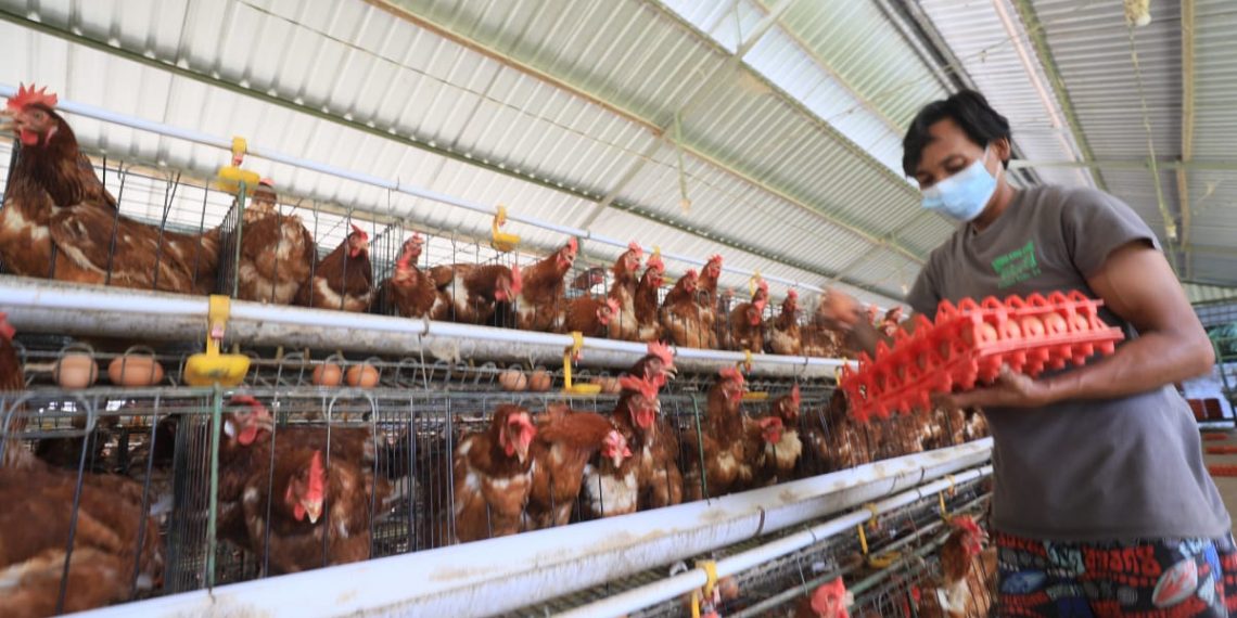 Petani Tampan di Lombok ini Hasilkan Omzet Miliaran dari Telur