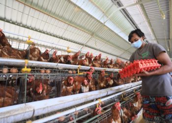 Petani Tampan di Lombok ini Hasilkan Omzet Miliaran dari Telur