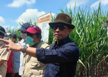 PTPN XI Siapkan Tebu Tahun Giling untuk 2022