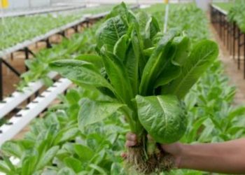 Salad Point ID Meningkatkan Produktivitas Petani di Masa Pandemi