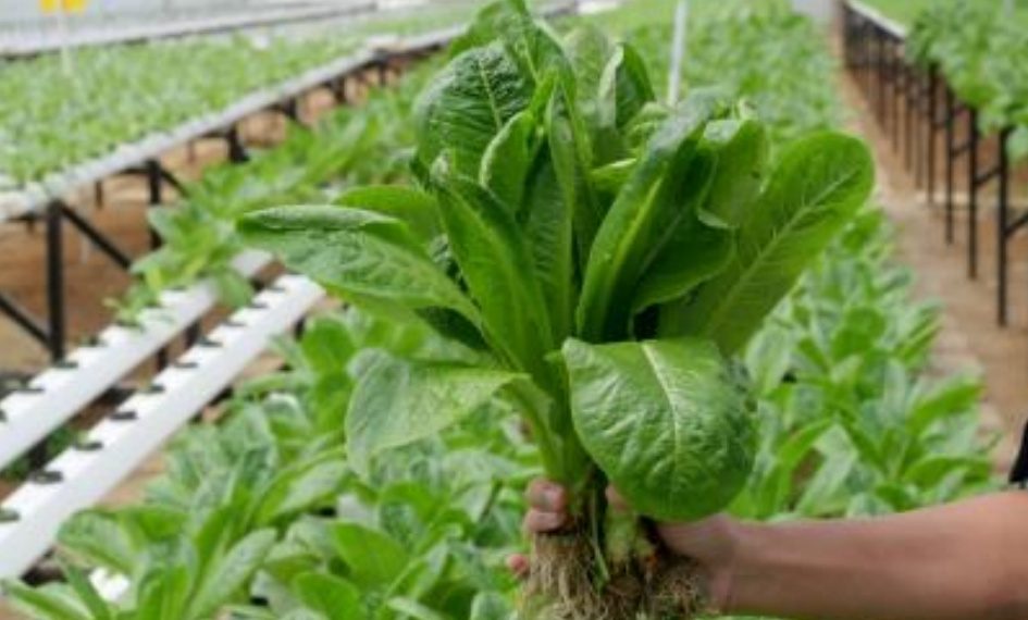 Salad Point ID Meningkatkan Produktivitas Petani di Masa Pandemi