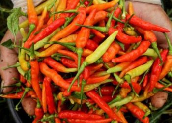 Harga Cabai Rawit jadi Faktor Dominan Inflasi Desember 2021