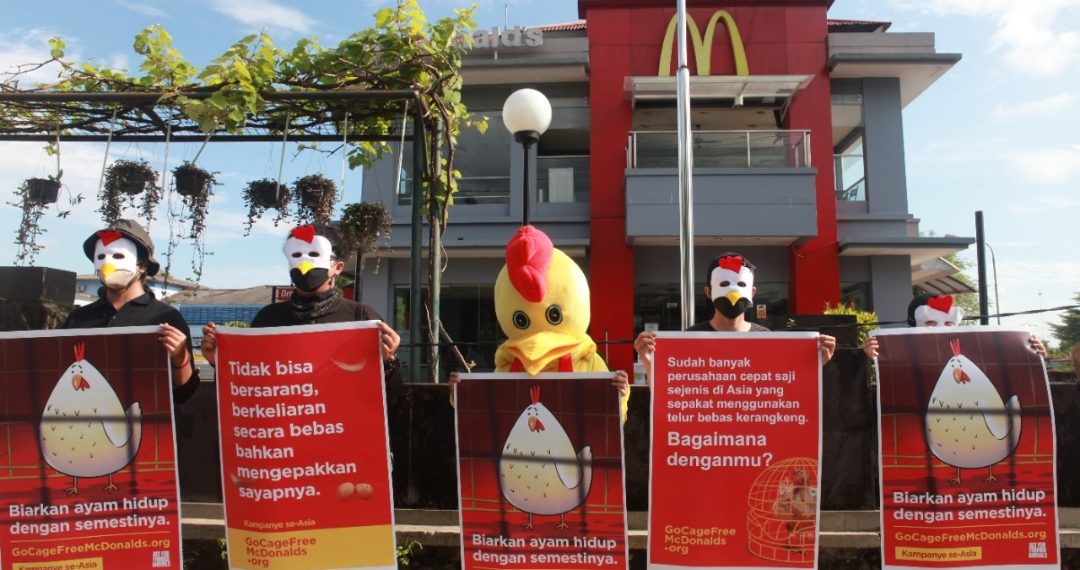 Aktivis Pecinta Hewan Protes Penggunaan Telur dari Kandang Baterai pada Restoran Cepat Saji