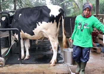 Belajar Dari Nenih, Sosok Kartini Peternak Indonesia