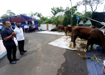 Hewan Qurban Jamkrindo