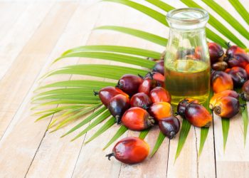 Harga Pupuk Mahal Jadi Penyebab Produksi Minyak Sawit RI Hanya Naik Tipis