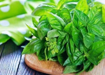 Bukan Lalapan Biasa, ini Manfaat Daun Kemangi untuk Kesehatan