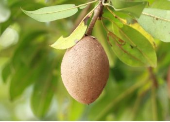 Kurangi Risiko Jantung, ini Manfaat Sawo untuk Kesehatan