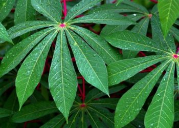 Ternyata ini Manfaat Daun Singkong untuk Kesehatan