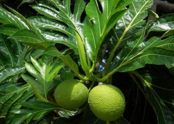 8 Manfaat Daun Sukun untuk Kesehatan, Salah Satunya Mengontrol Gula Darah