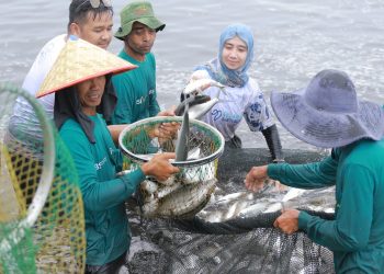 Tangkap Ikan Bandeng Bersama