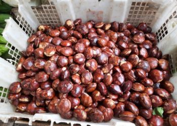 Manfaat Jengkol yang Banyak Orang Tak Tahu