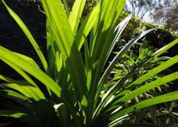 Bisa Membuat Mood Positif, ini Manfaat Daun Pandan yang Banyak Orang Tak Tahu