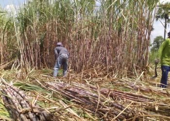 Pemerintah RI Berencana Bangun Proyek Estate Sugar Cane