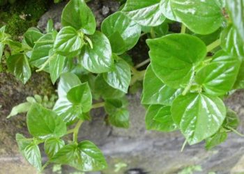 Manfaat Daun Sirih Cina untuk Kesehatan