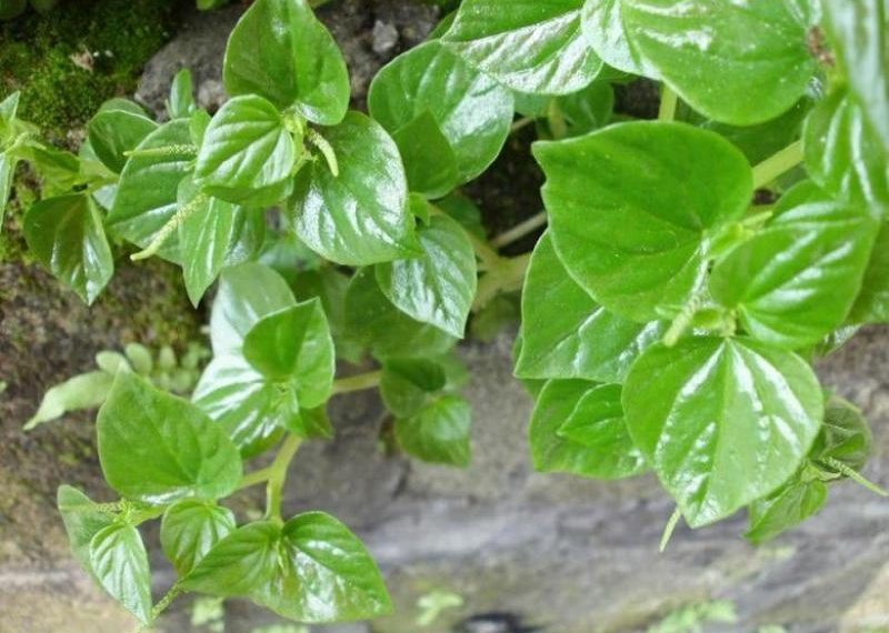 Manfaat Daun Sirih Cina untuk Kesehatan