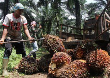 Bappebti Akan Kasih Insentif untuk Pengusaha Sawit yang Mau Masuk Bursa CPO