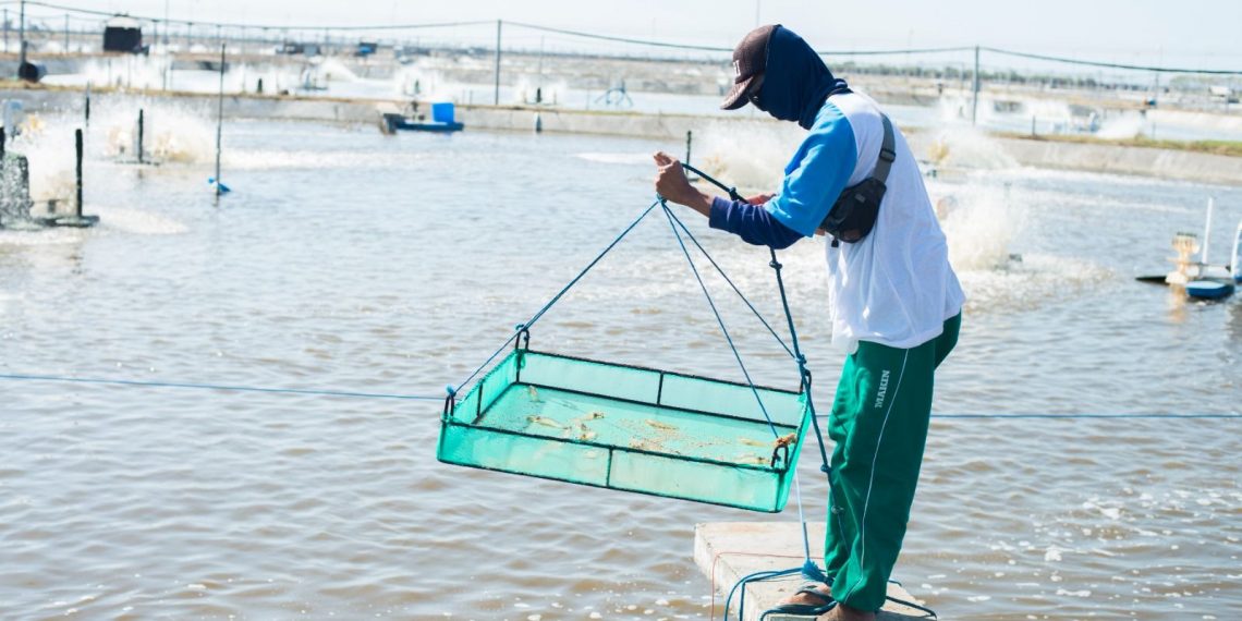 Dorong Praktik Budidaya Berkelanjutan, Bumi Menara Internusa Berdayakan Masyarakat Pesisir