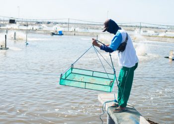 Dorong Praktik Budidaya Berkelanjutan, Bumi Menara Internusa Berdayakan  Masyarakat Pesisir