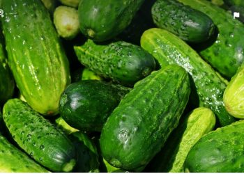 Manfaat Mentimun Rebus untuk Kesehatan