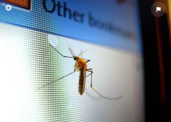 Ini yang akan Terjadi Bila Nyamuk Wolbachia Menggigitmu