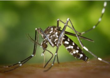 Mengenal Nyamuk Wolbachia yang Sedang Viral, Benarkah Bisa Berdampak Negatif pada Manusia dan Lingkungan?