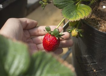 Mengonsumsi Stroberi Setiap Hari Mampu Jaga Kesehatan Otak Manusia