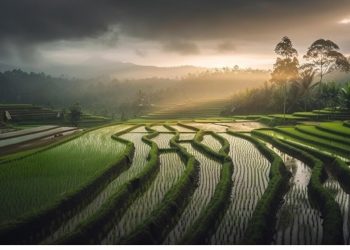 Swasembada Pangan Bisa Tercapai Jika Indonesia Konsisten Bangun 1 Juta Hektare Lahan Rawa