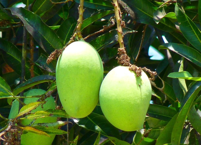Dijamin Laku, 7 Ide Jualan dengan Bahan Baku Mangga