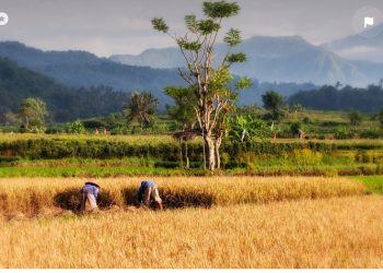 Tak Disangka, Ada Sumber Minyak dan Gas di Area Sawah Bekasi ini hingga Dibeli Pertamina