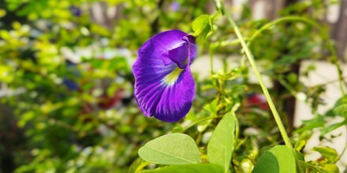 Manfaat Bunga Telang untuk Kesehatan