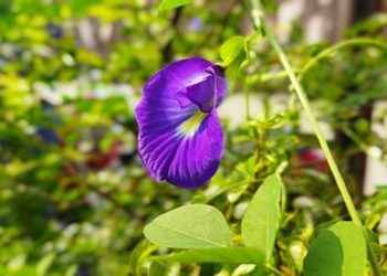 Manfaat Bunga Telang untuk Kesehatan