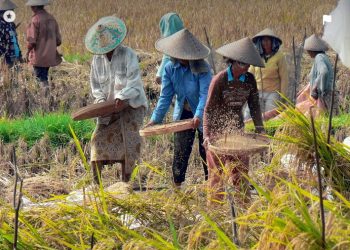 Badan Pangan Nasional Sangkal Hubungan Antara Kenaikan Harga Beras dan Pemilu 2024