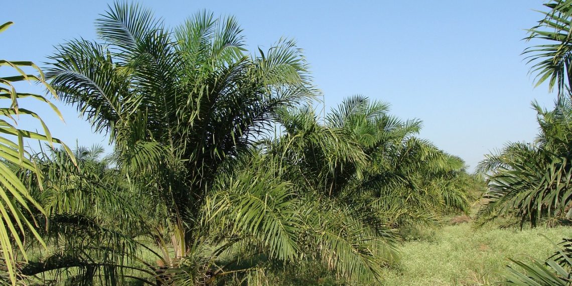 Ekspor Minyak Sawit Indonesia Turun 2,38% pada Tahun 2023