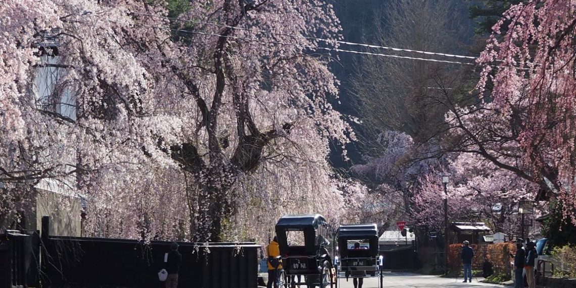 Sebelum Berganti Musim, Ini 3 Lokasi untuk Melihat Bunga Sakura