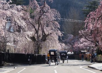 Sebelum Berganti Musim, Ini 3 Lokasi untuk Melihat Bunga Sakura
