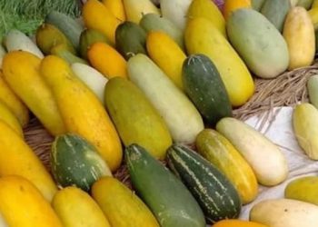 Sering Dijadikan Menu Takzil, Ketahui 6 Manfaat Timun Suri Bagi Kesehatan