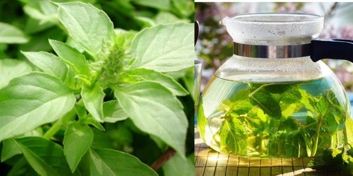 Minuman Alami untuk Menurunkan Kadar Gula Darah Tinggi Bagi Penderita Diabetes