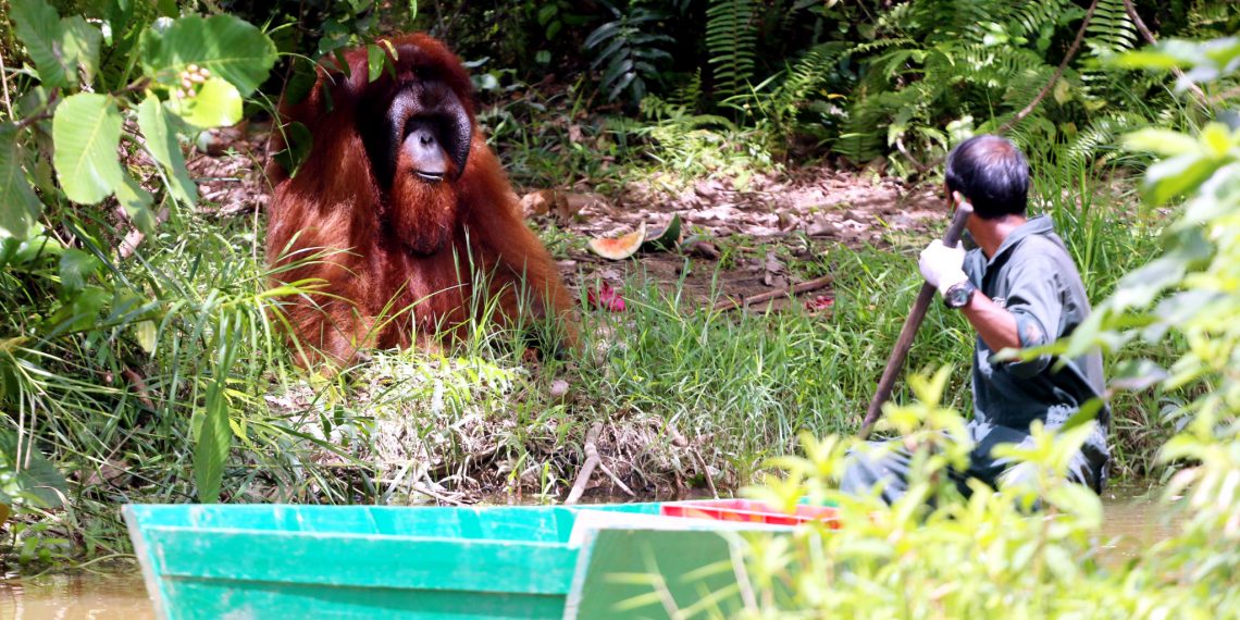 BNI dan HK Dukung Rehabilitasi Orangutan
