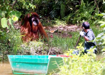 BNI dan HK Dukung Rehabilitasi Orangutan