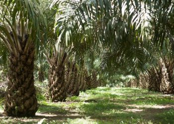 Permintaan CPO yang Meningkat, Industri Sawit Indonesia Dinilai Masih Cerah