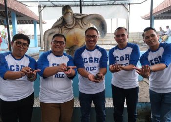 ACC Dukung Konservasi Penyu di Bali