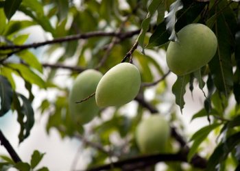 Manisnya Mangga, Tak Hanya Lezat Tapi Kaya Manfaat