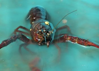 Kerugian Negara Akibat Penyelundupan Benih Lobster Capai Rp 260 Miliar