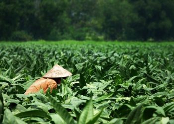 Pemerintahan Prabowo Segera Terapkan Kebijakan Pemutihan Utang UMKM, Nelayan, dan Petani